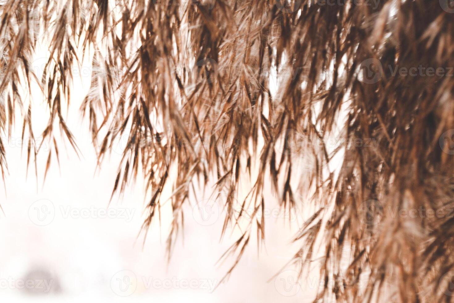 Reed close up. Natural background. photo