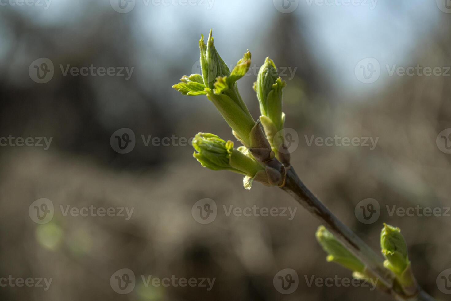 Beautiful spring buds. Seasonal blooming macro. photo