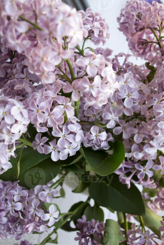 Lilac close up. photo