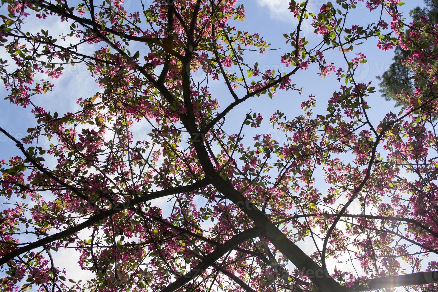 Pink blossom branches of cherry tree. Macro shot. Beauty of nature at spring. photo