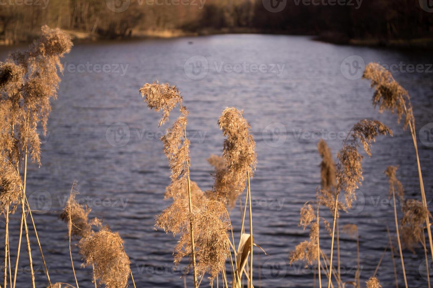 Bulrush plants against a lake background. photo