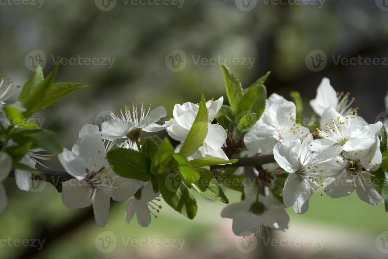 A branch of blooming tree at spring. photo