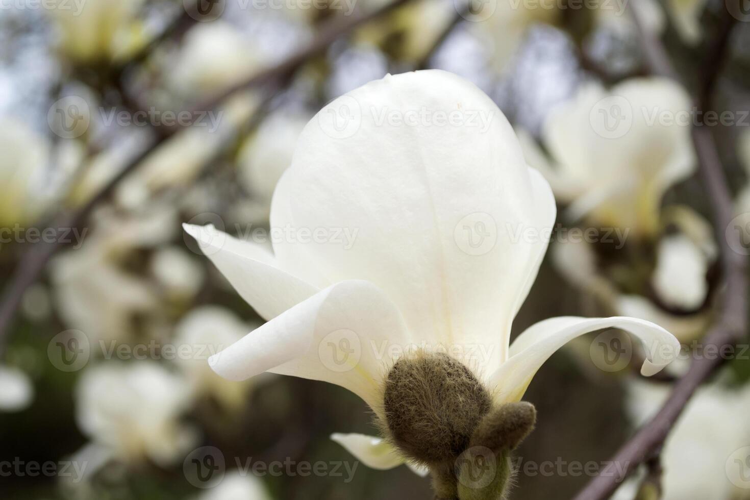 el florecer de blanco magnolia. foto