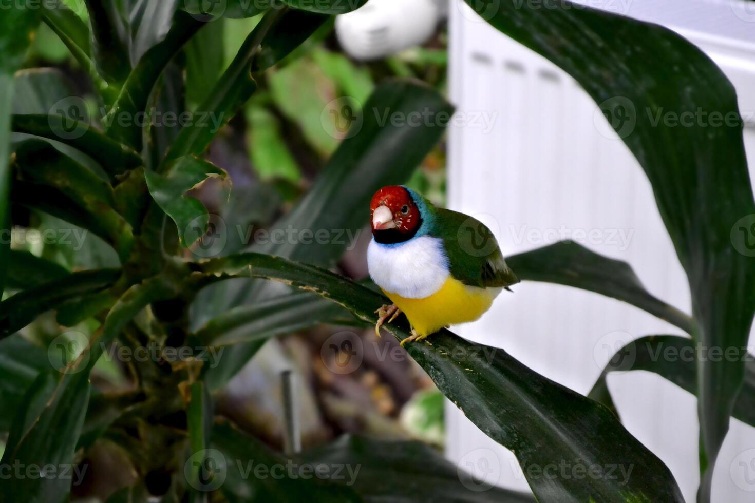 Colorful tropical parrot sitting on the branch. photo