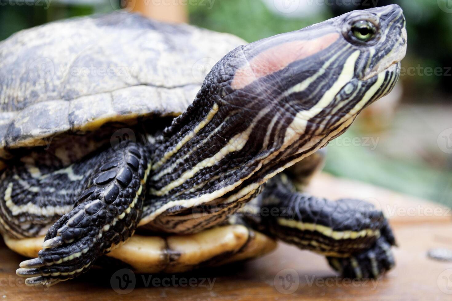 Headshot of a Japanese turtle. photo
