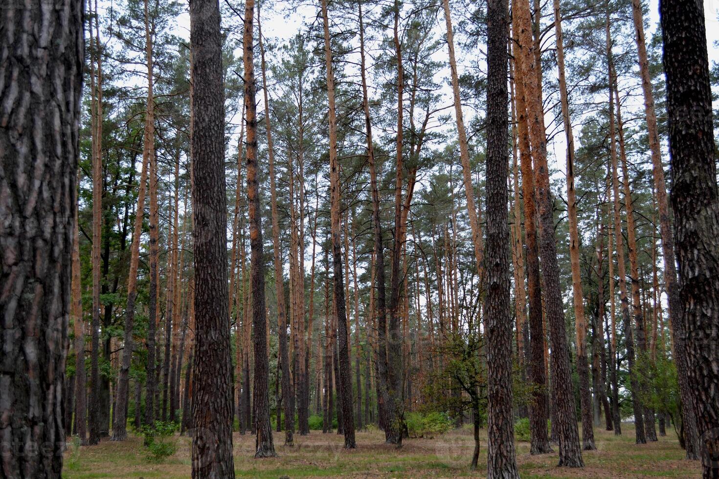 Autumn forest after rain photo