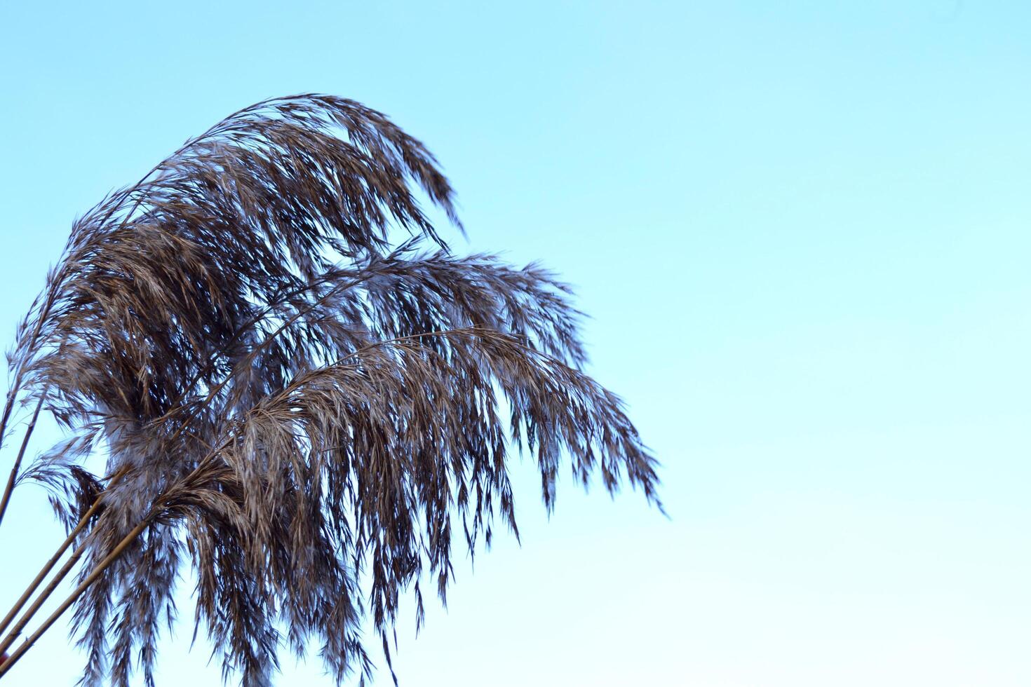 The bulrush on the blue background. photo