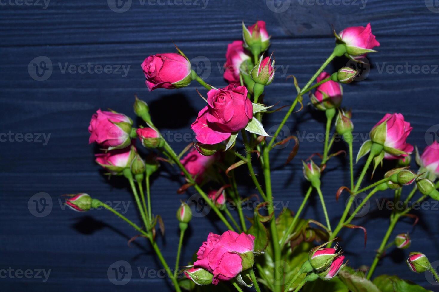 Pink roses on the dark blue wooden background. photo
