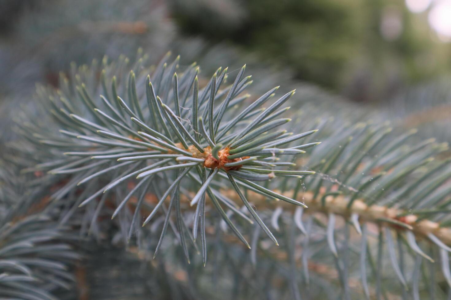 Blue fir tree branch, close up. photo