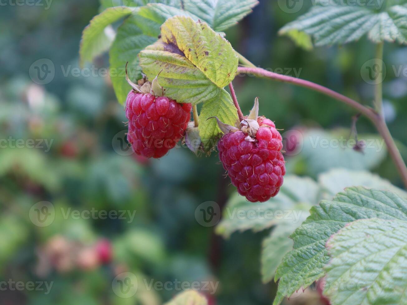 Red raspberries growing on the bush. photo