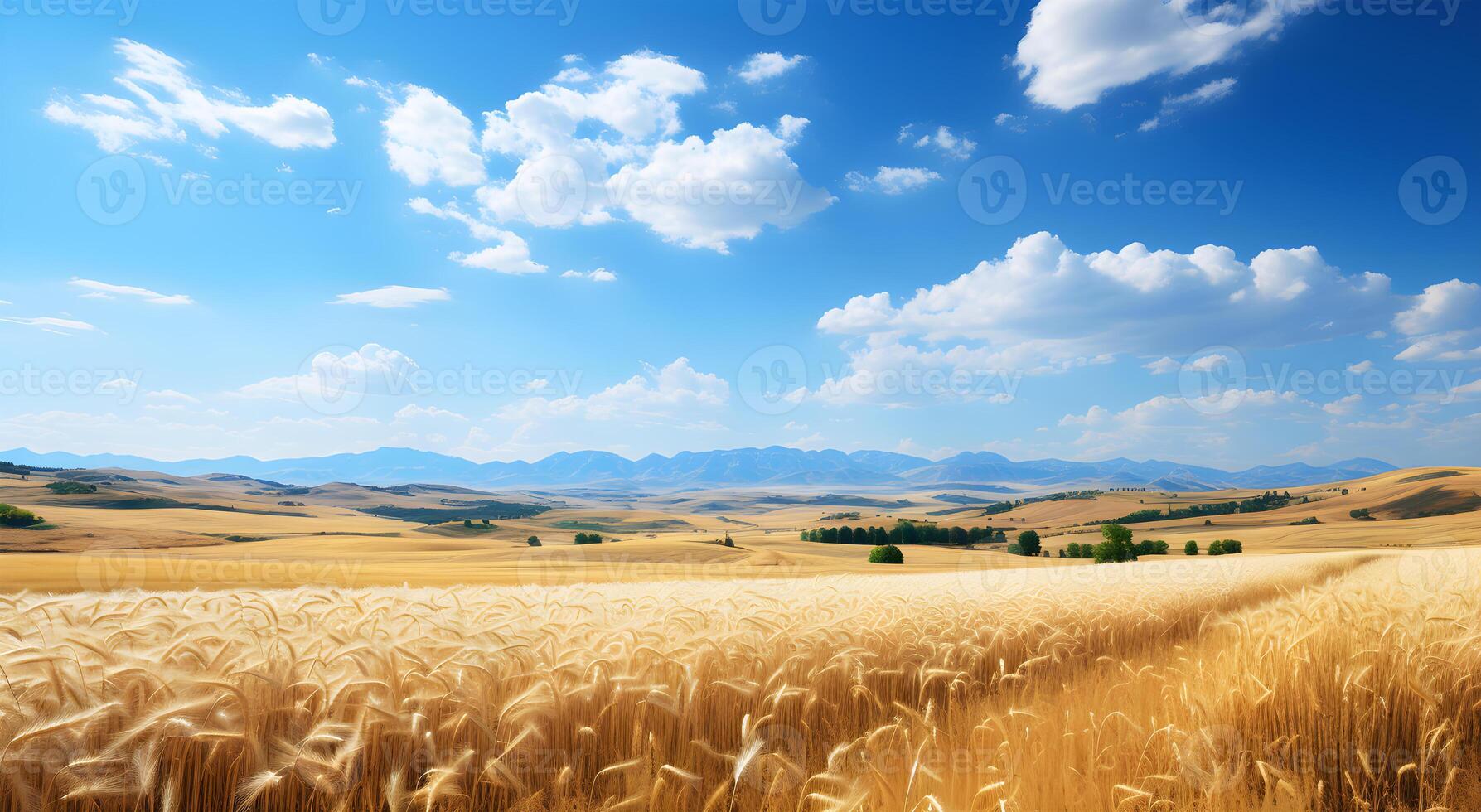 AI generated View of a Beautiful golden wheat field under a blue sky photo