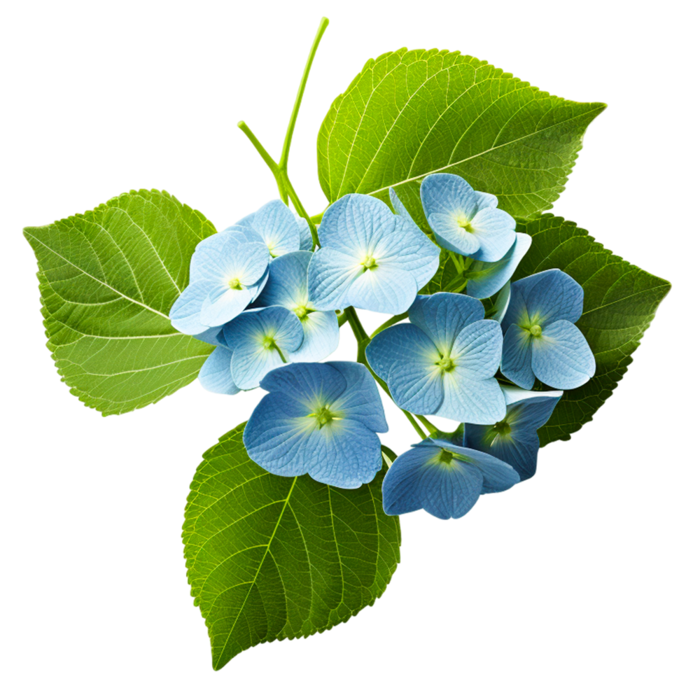 AI generated Flower hydrangea plant blue png