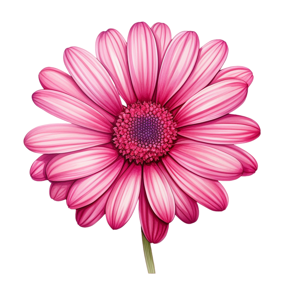 AI generated Graphy Common daisy Flower Rose png