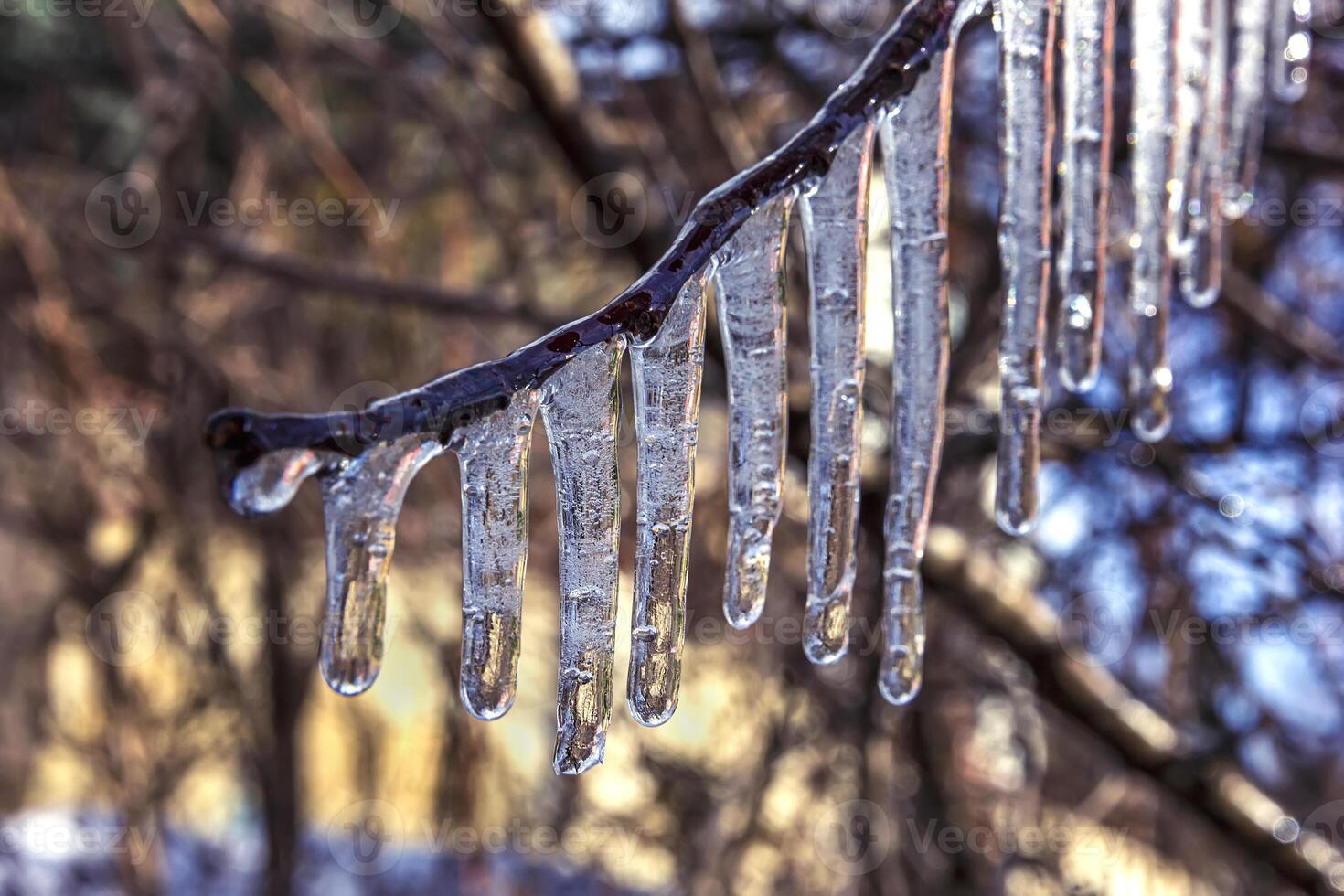 Beauty frozen tree branch in winter ice. photo