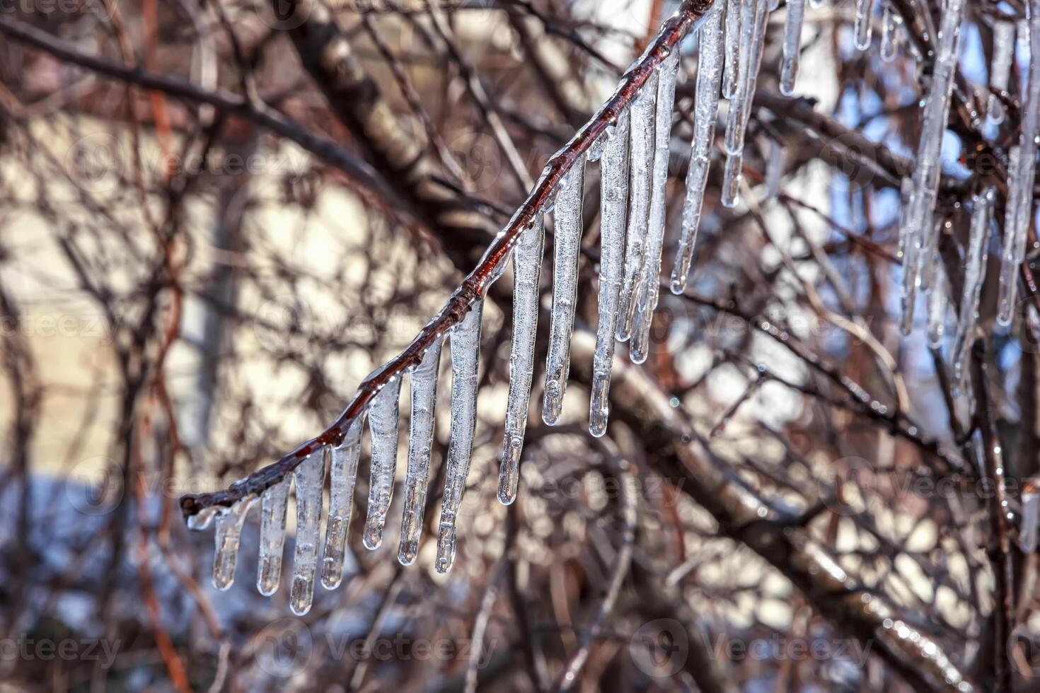 Beauty frozen tree branch in winter ice. photo