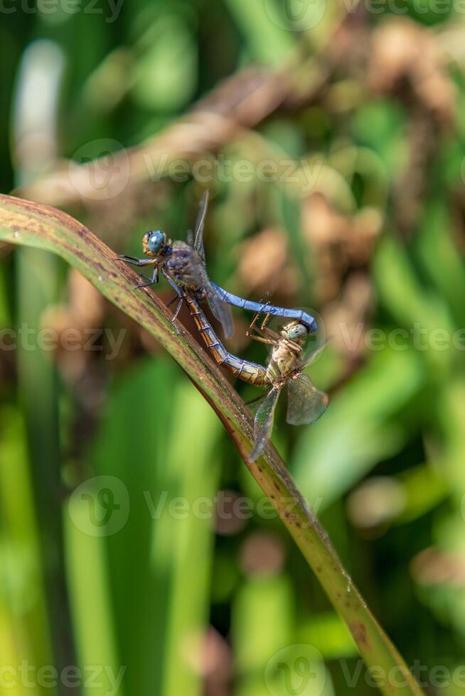 Dragonfly, male and female during the breeding season. Make love photo