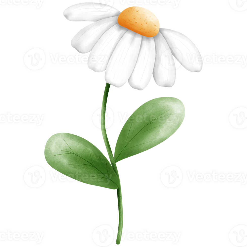 Hand drawn watercolor white daisy flower and green leaves illustration, Hand drawn spring floral clipart. png