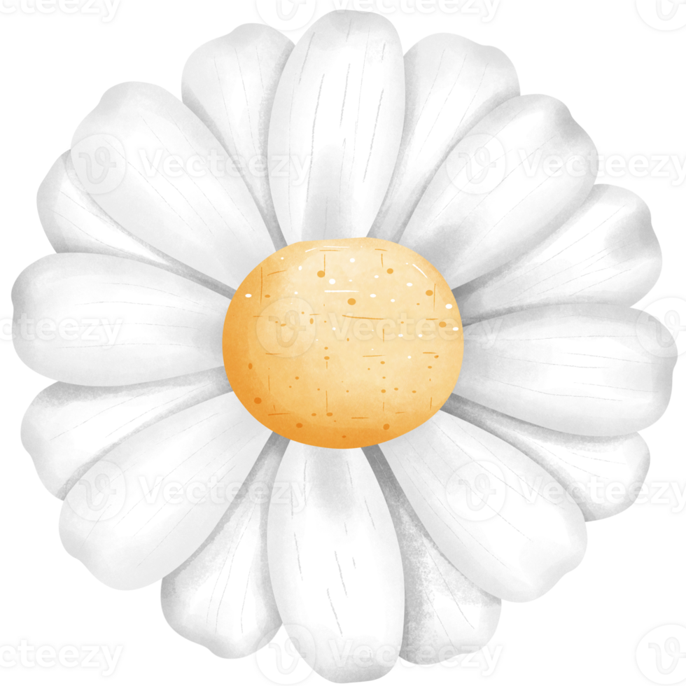 White daisy flower clipart, hand drawn watercolor illustration. png