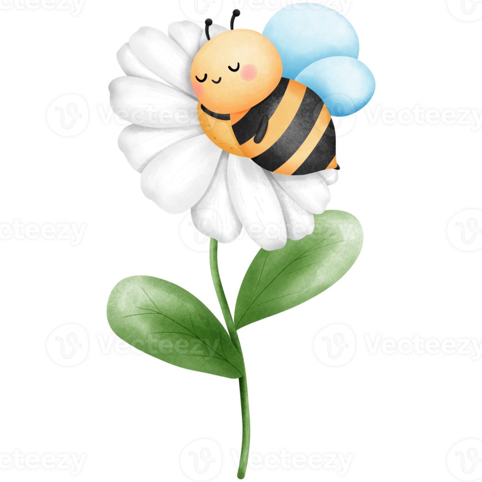 Bee sleeping on white daisy flower clipart, Watercolor cute insect illustration, Baby animal with floral art. png