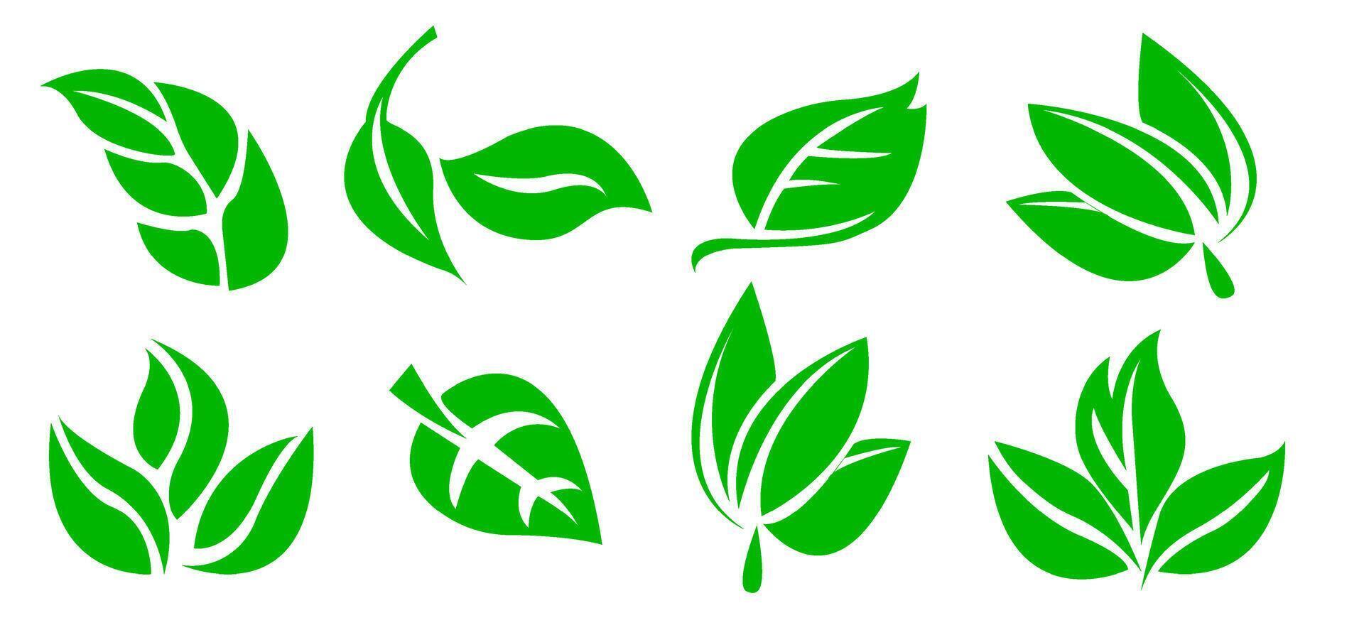 A set of green leaves on a white background, for logos, designs, for the symbolism of the green planet vector