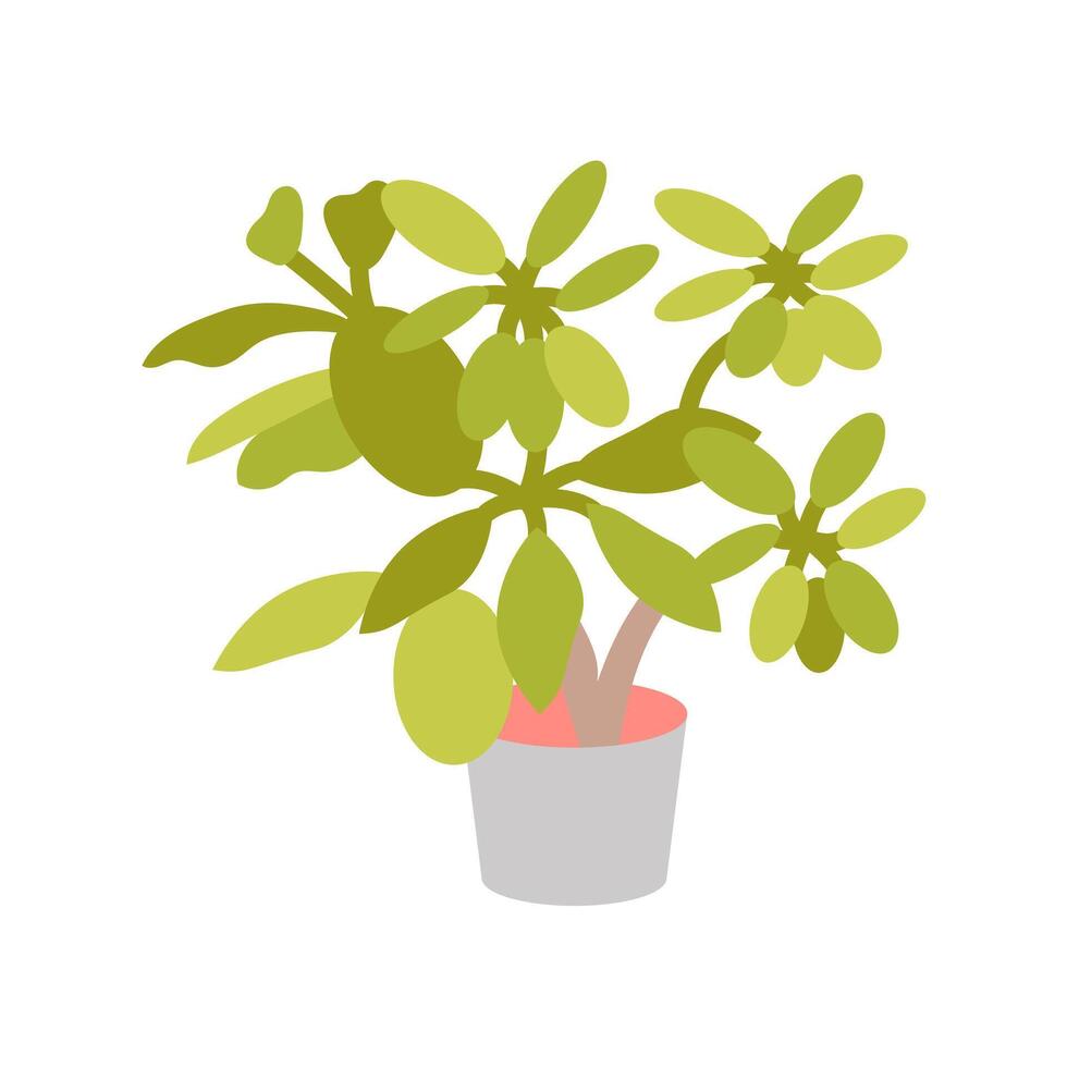 joven Schefflera icono en vector. logotipo vector