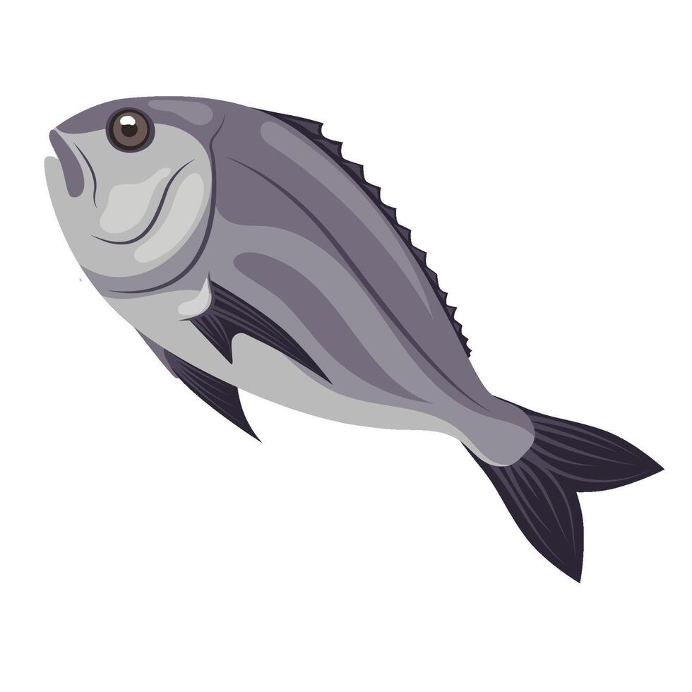 Fresh sea dorado fish, fresh seafood. vector