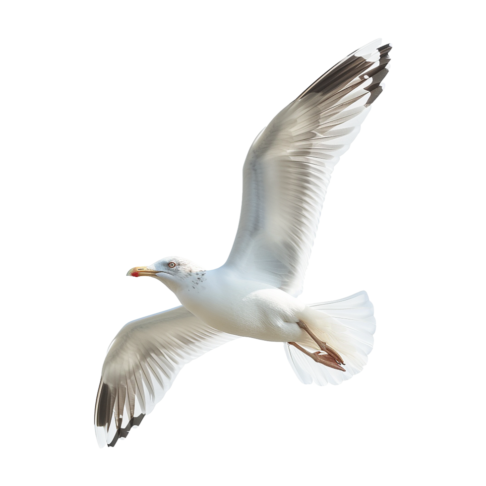 AI generated Flying seagull isolated on transparent background png