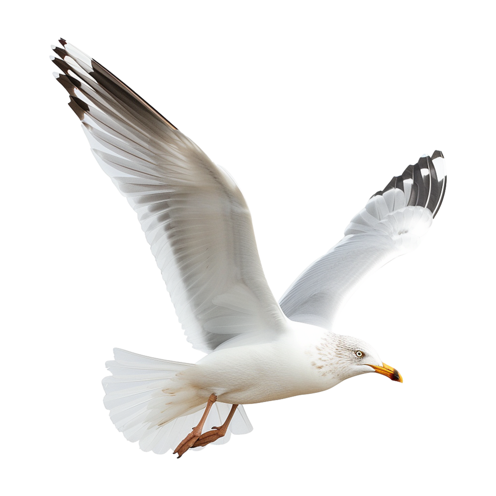 AI generated Flying seagull isolated on transparent background png
