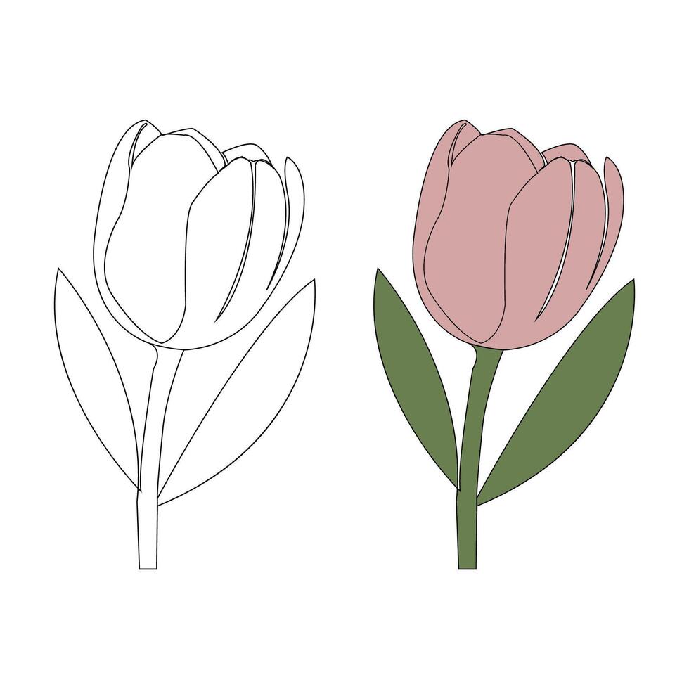 Simple tulip flower outline drawing. Tulip outline icon isolated on