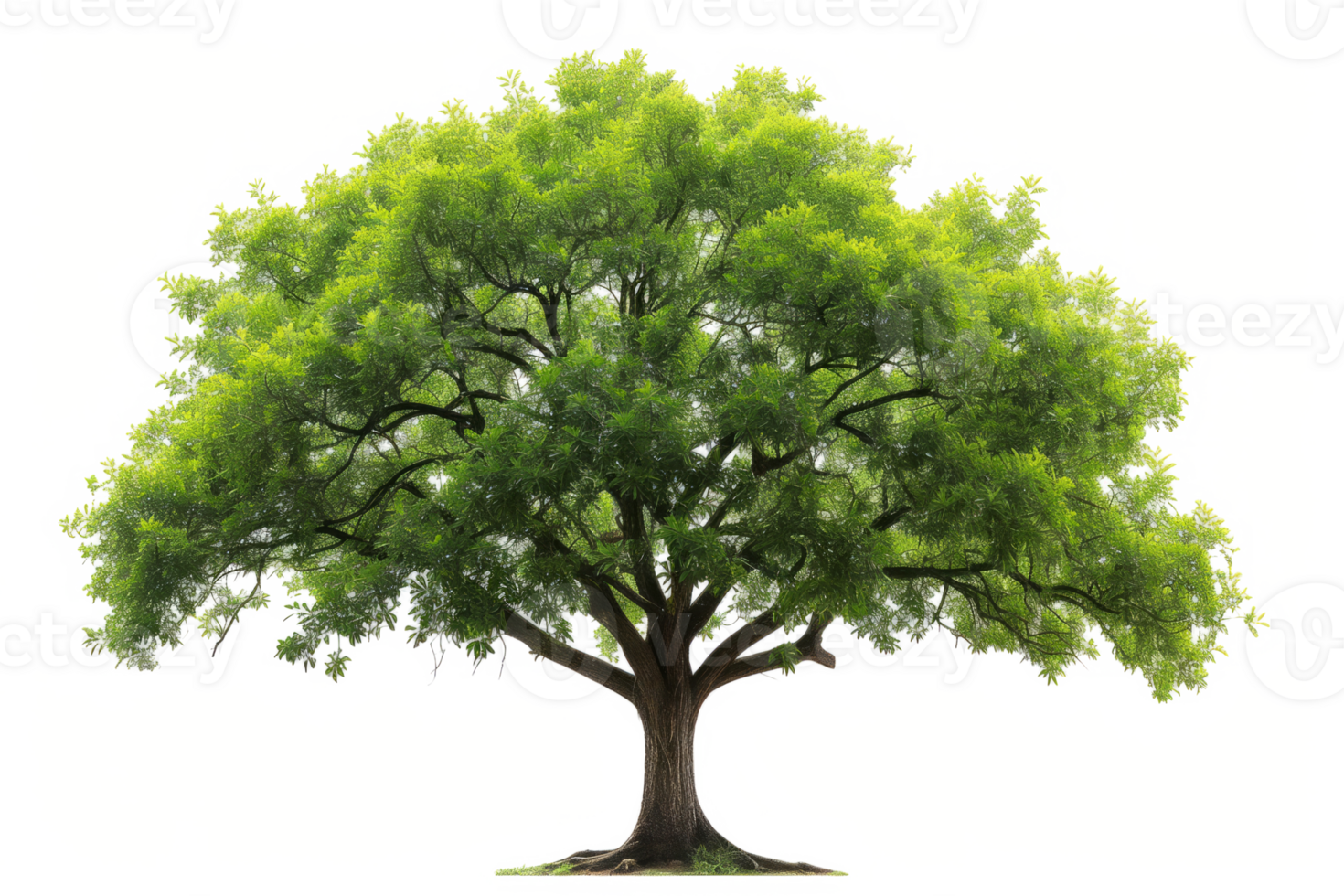 AI generated Tree with green leaves isolated png