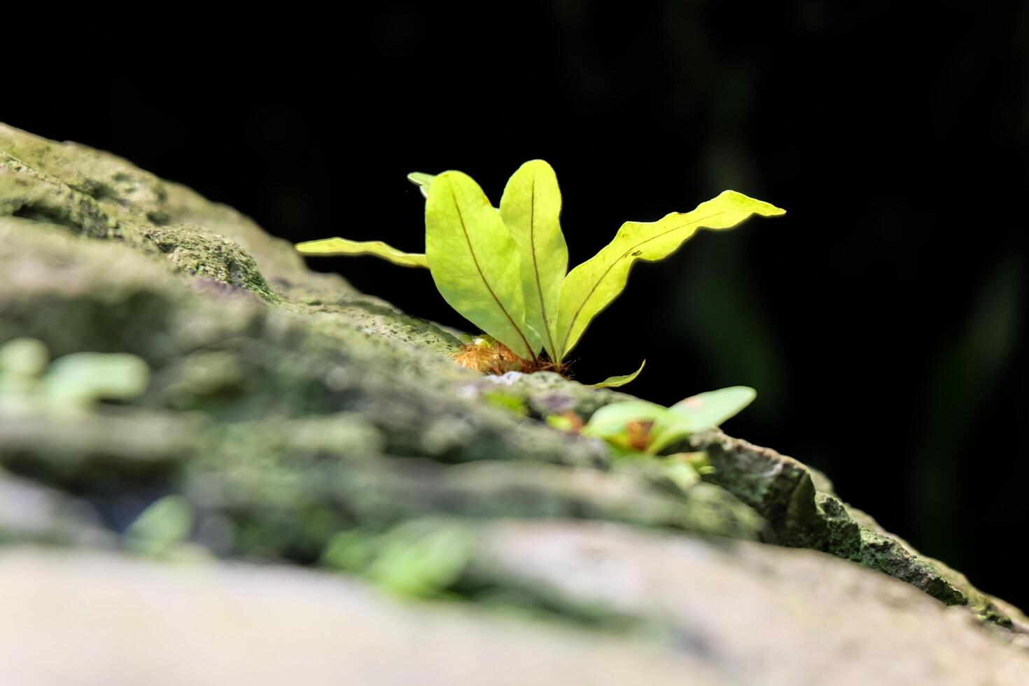Small green fern on the rock in the middle of the forest. photo