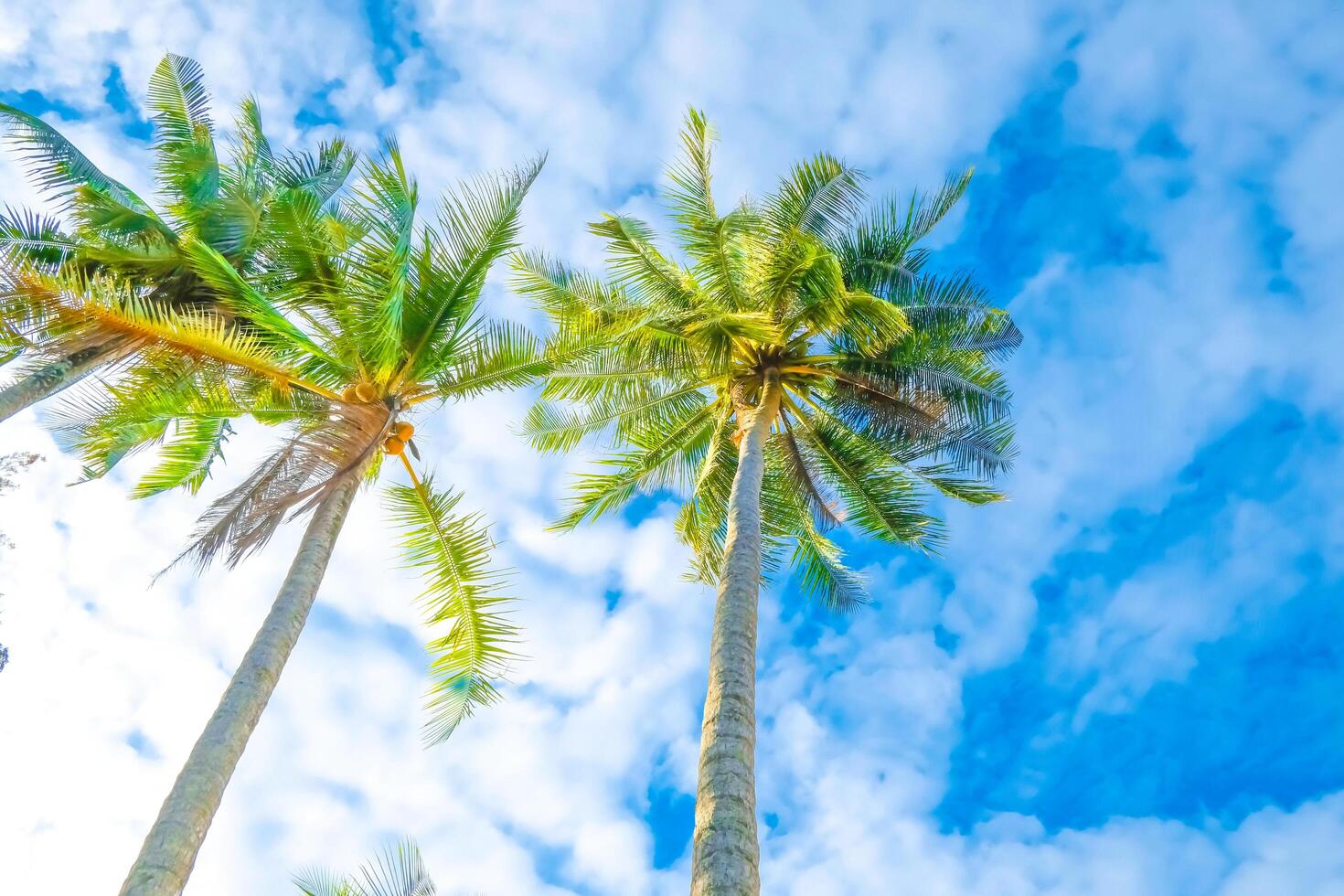 Palm trees against blue sky white clouds of Tropical summer vacation background photo