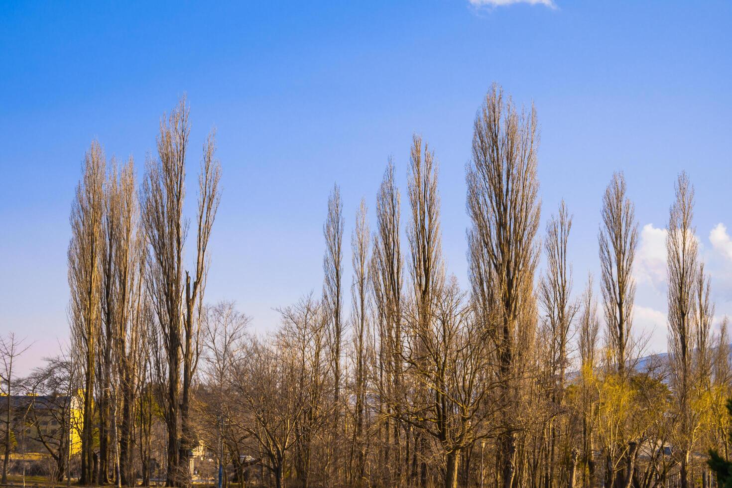 Pine branches against the backdrop of bright blue sky photo