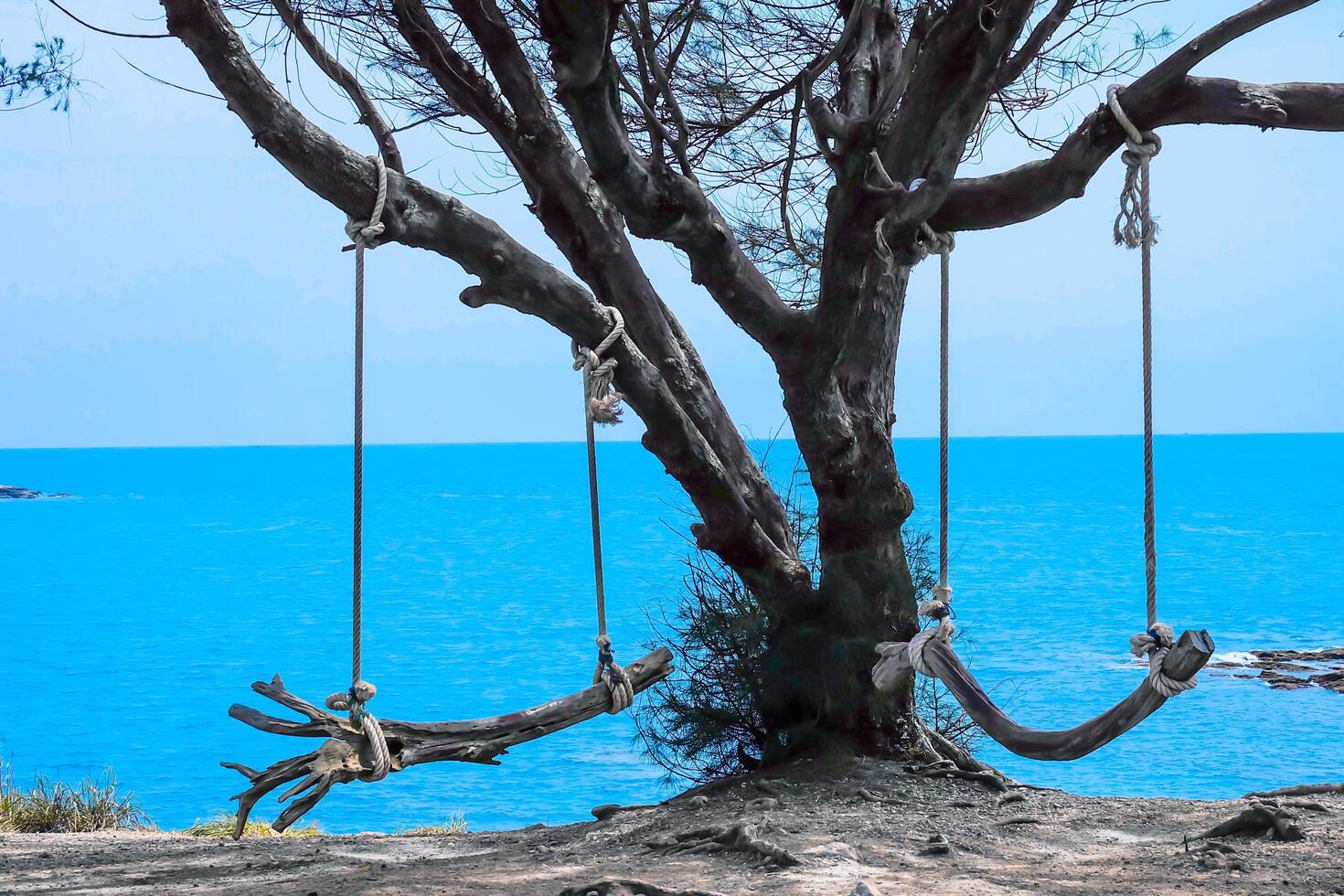 Old wooden swings under the old pine trees on the beautiful sea view point photo