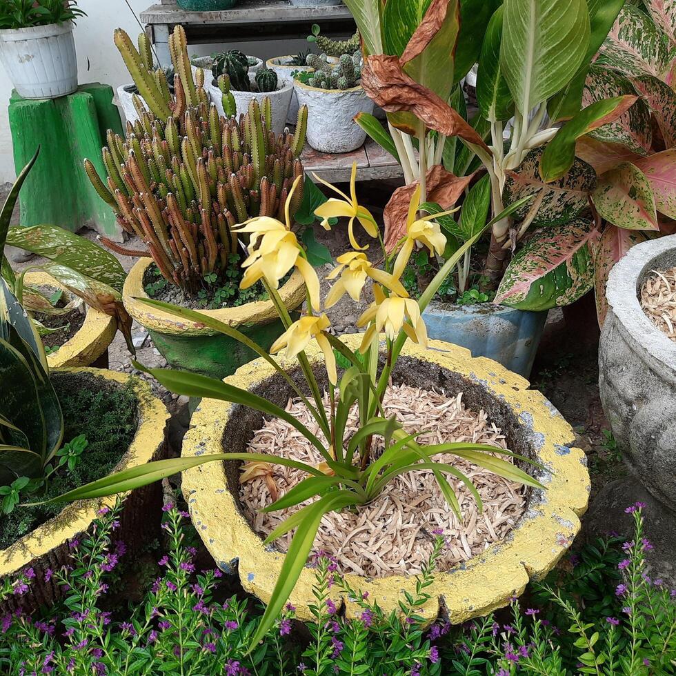 amarillo orquídea en maceta con cactus en el jardín. foto