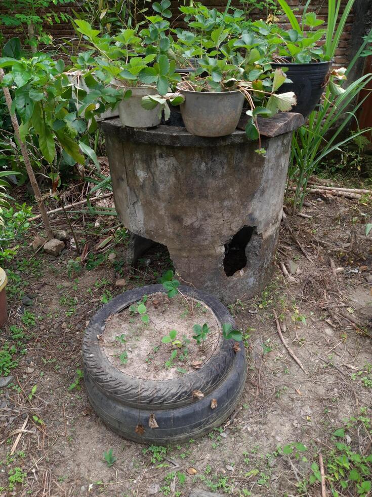 a tire with plants growing on it in the garden photo