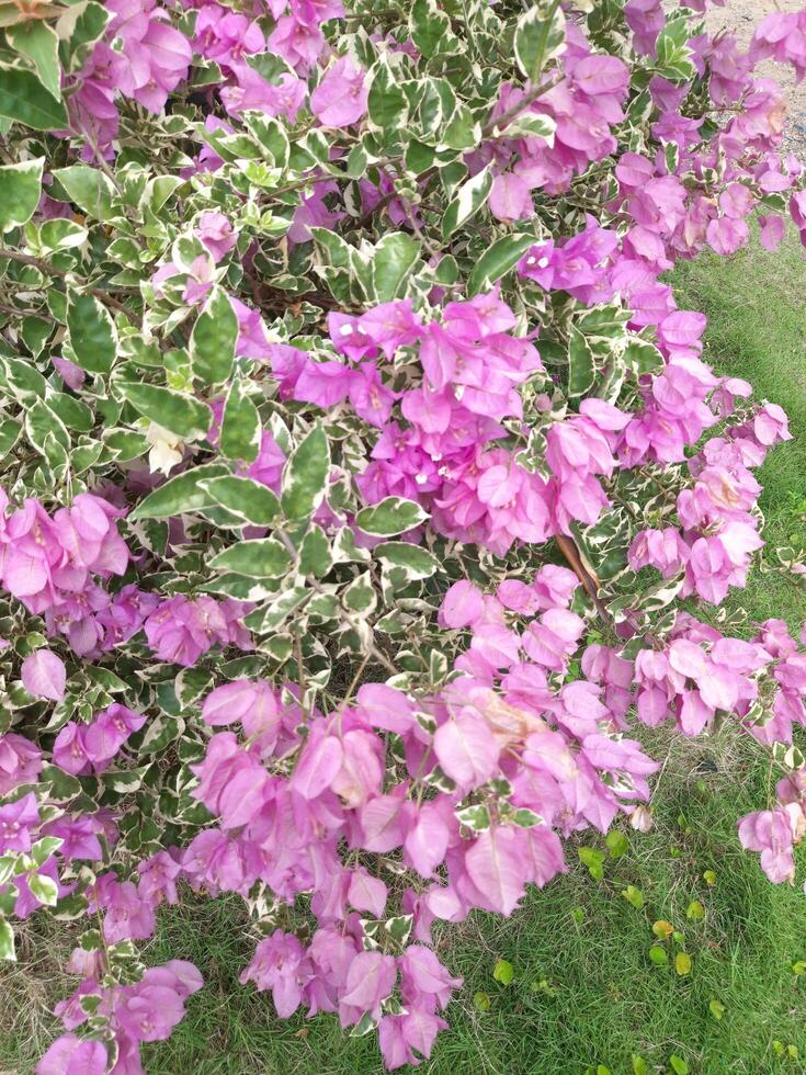 rosado buganvillas flores floreciente en el jardín foto