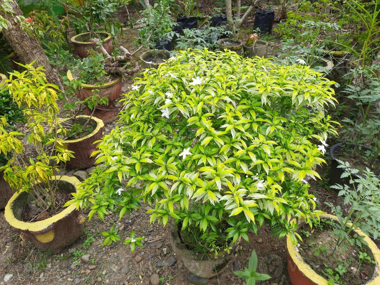 Ornamental plants in pots on the ground in the garden photo