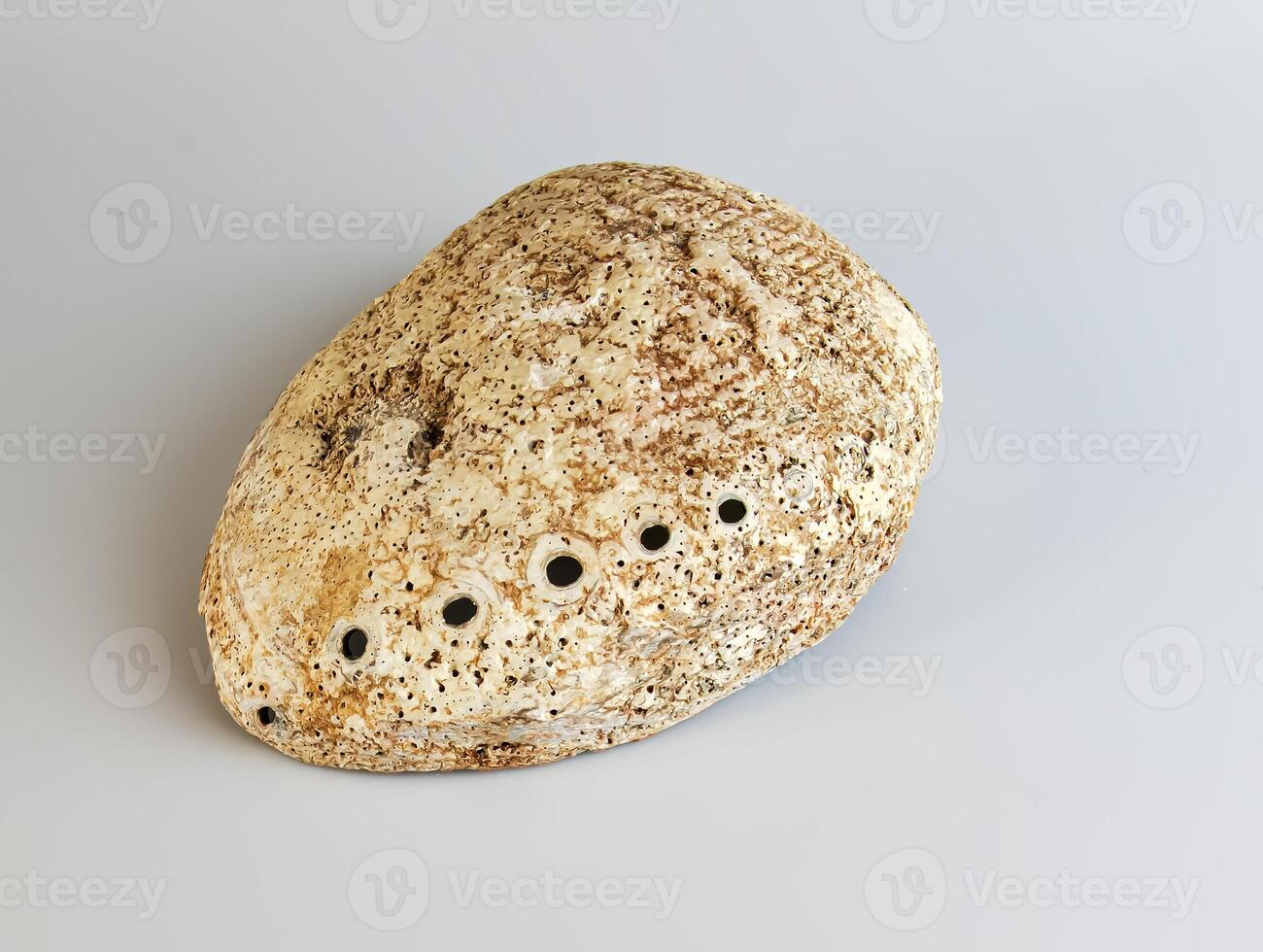 Sea shell Abalone shell Haliotis asinina on a white background. photo
