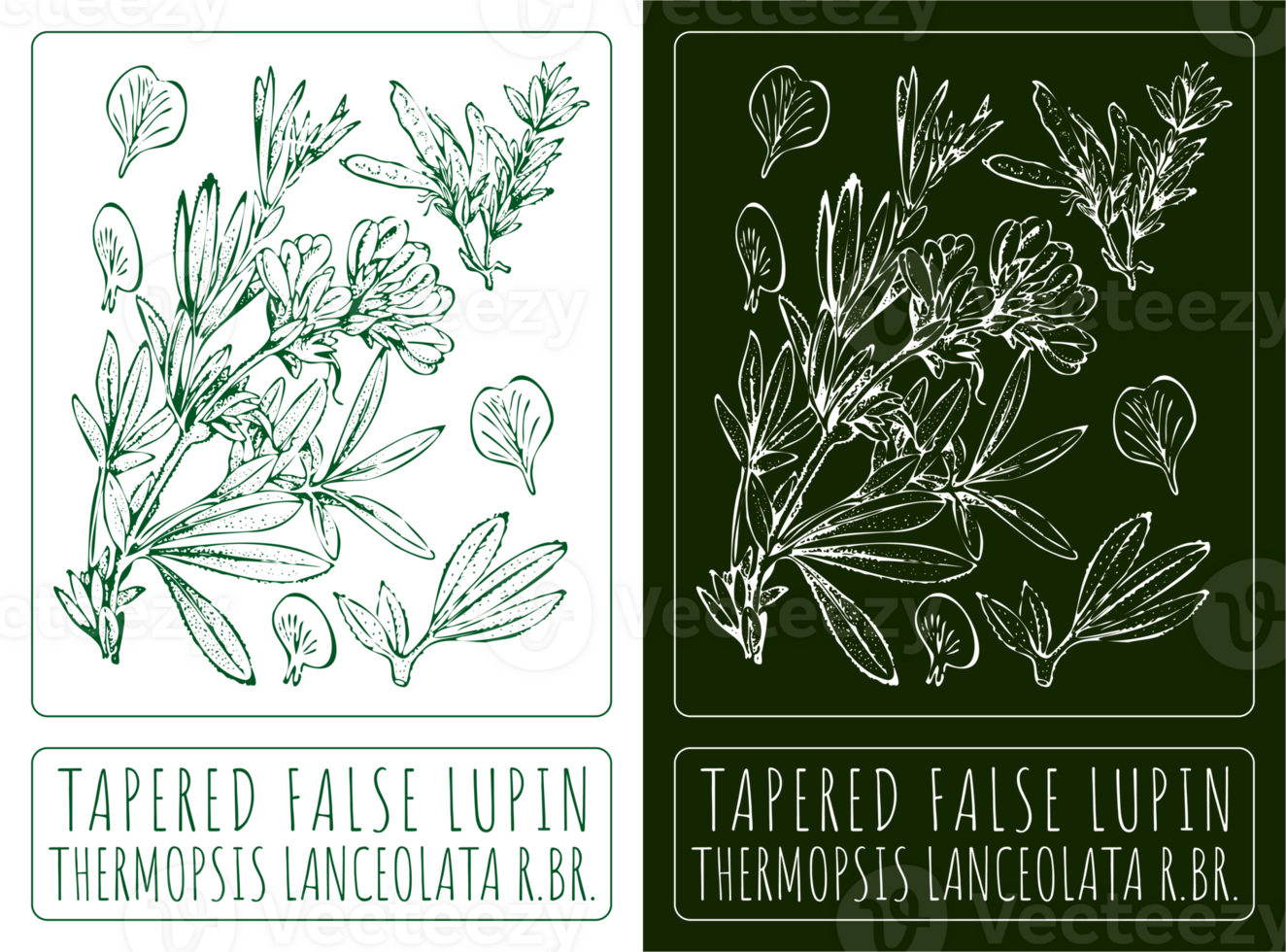 Drawings TAPERED FALSE LUPIN . Hand drawn illustration. Latin name THERMOPSIS LANCEOLATA. png