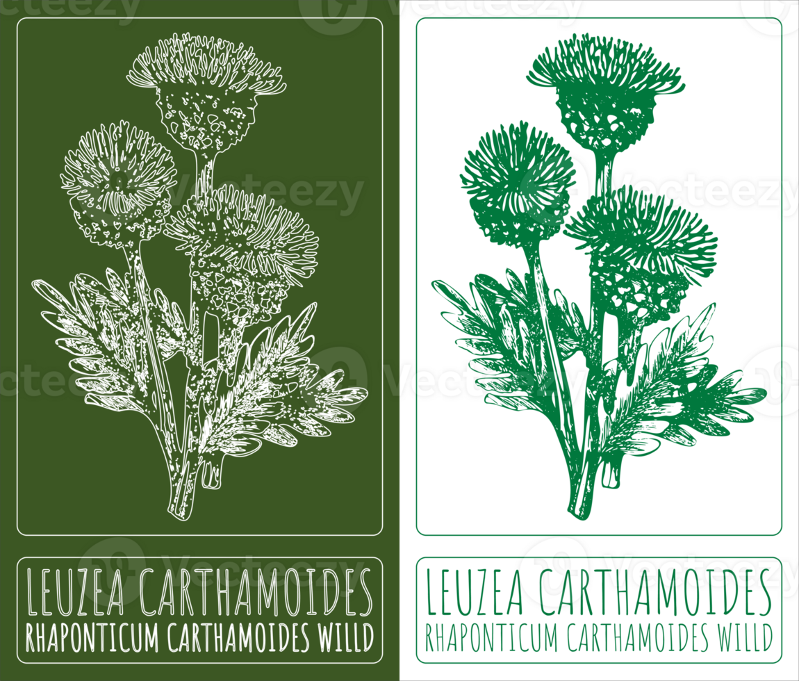 Drawing LEUZEA CARTHAMOIDES. Hand drawn illustration. The Latin name is RHAPONTICUM CARTHAMOIDES WILLD. png