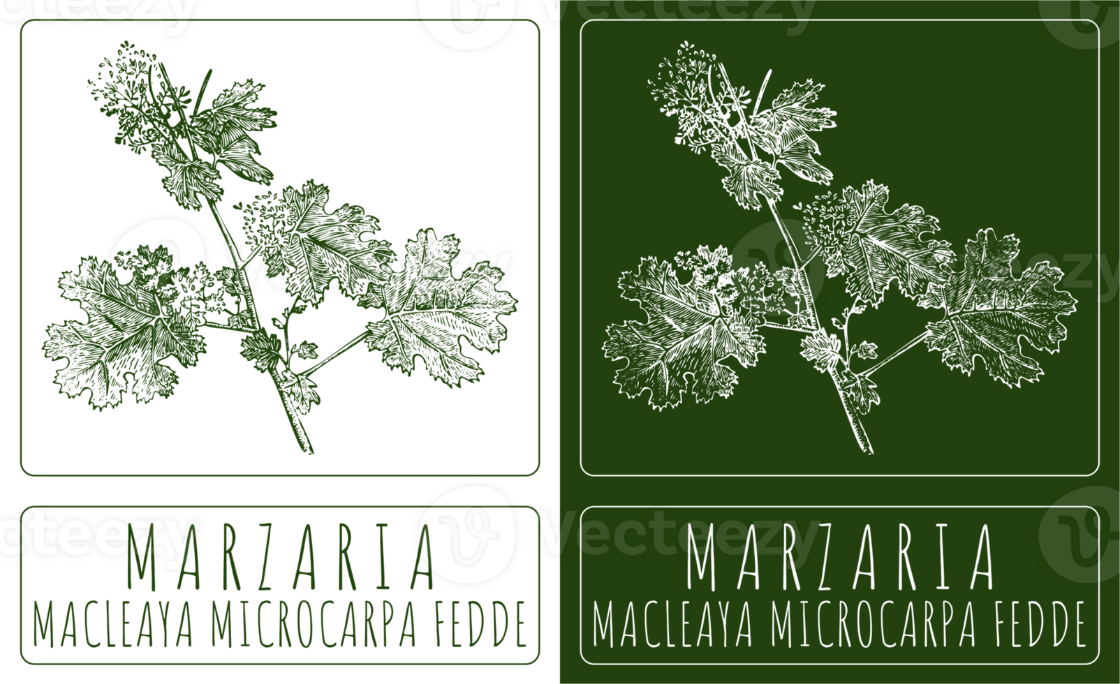 Drawing MARZARIA. Hand drawn illustration. The Latin name is MACLEAYA MICROCARPA FEDDE. png