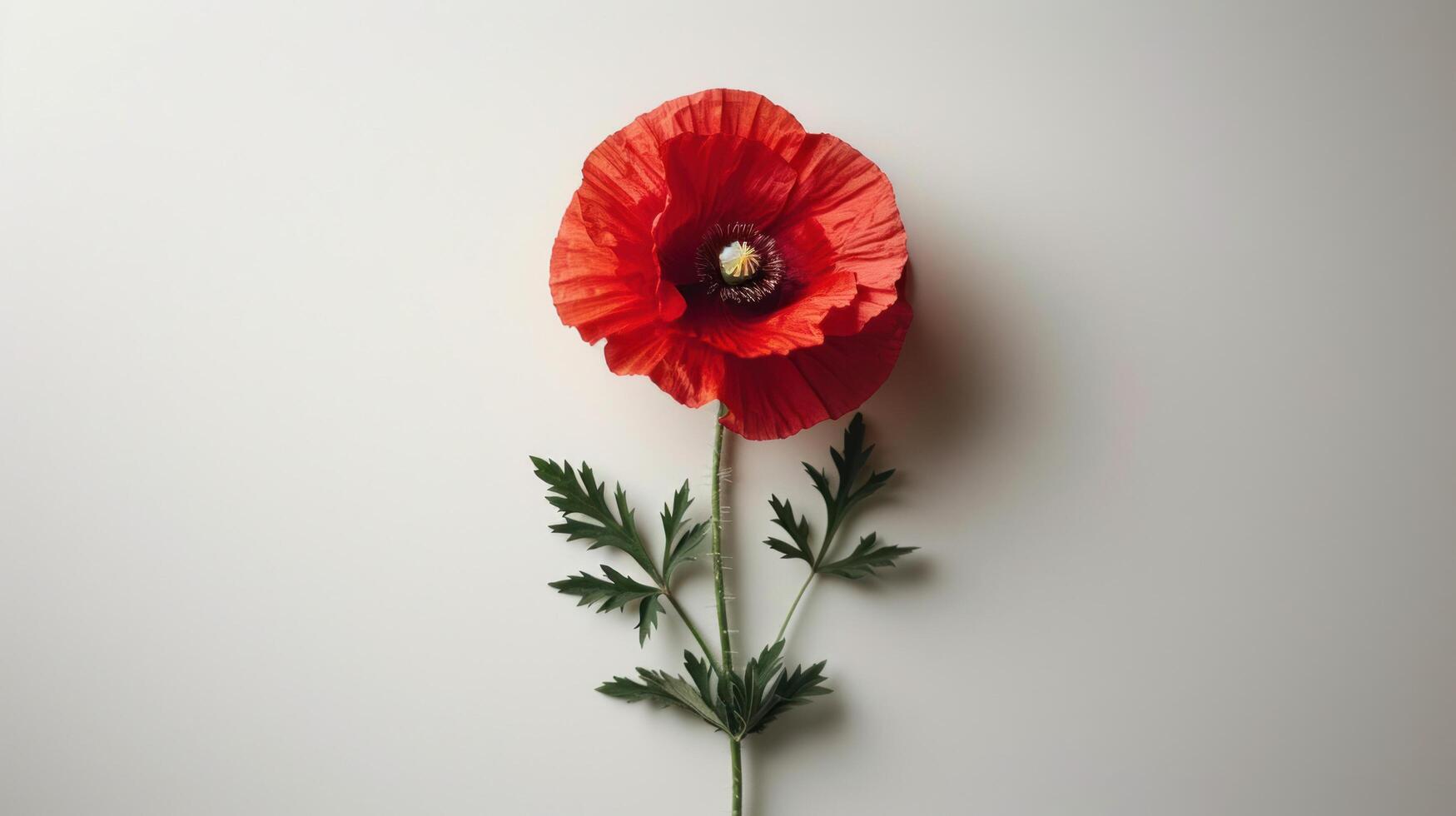 AI generated A clean, white background with a single poppy in the center, symbolizing remembrance photo