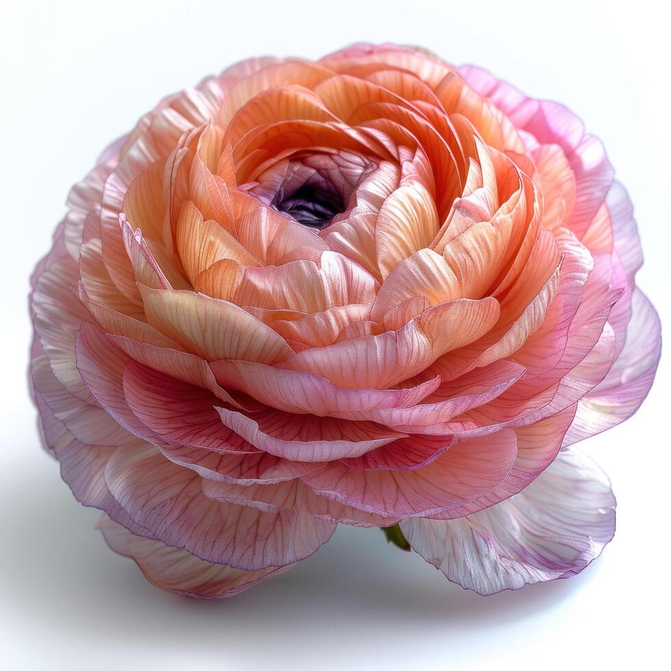 AI generated Pink Ranunculus flower isolated on white background photo