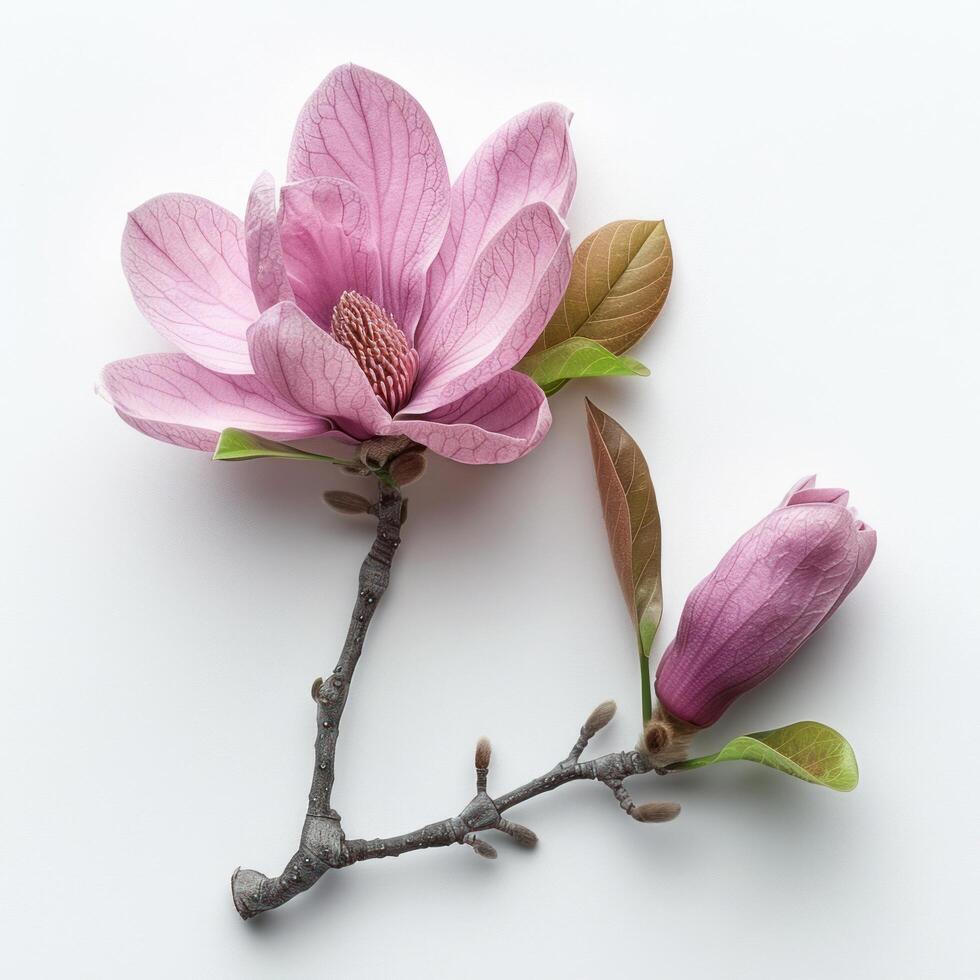 AI generated A magnolia flower isolated on a white background, showcasing its beauty photo