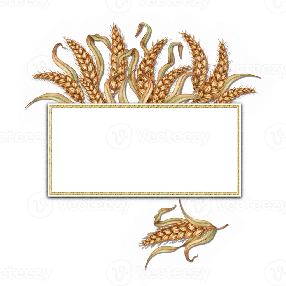 Watercolor illustration of golden ripe ears of wheat with space for text. Frame of cobs isolated. Harvest Festival. For menus, banners, prints, posters, recipes, labels, packaging design, cards, png