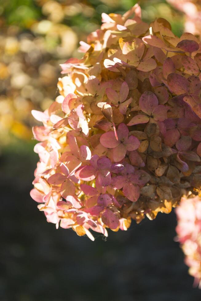 Close up of pink hydrangea in autumn park. photo