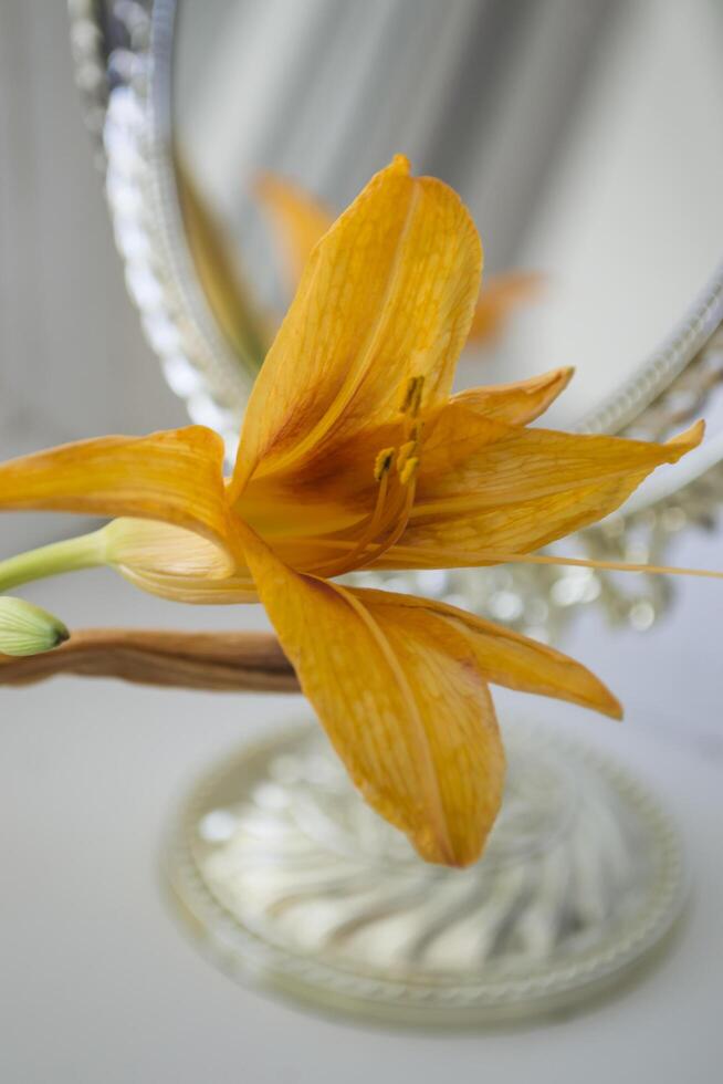 The orange lily near mirror. Flowers and mirror reflection. photo