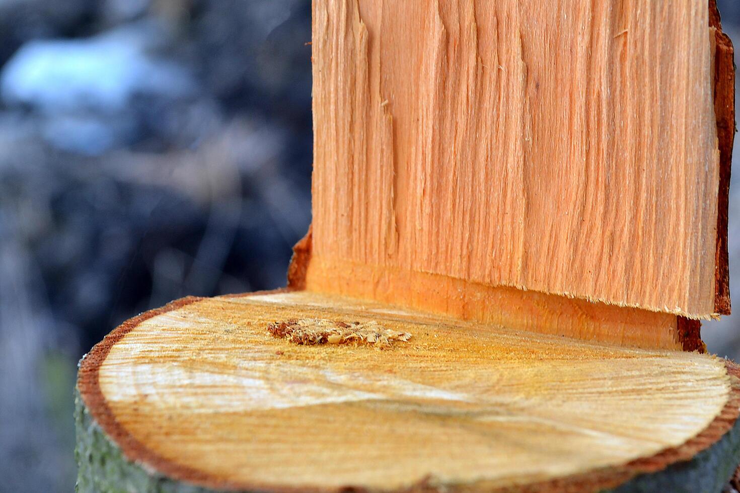 Wooden texture with sawdust. Saw mill. Wooden background. photo