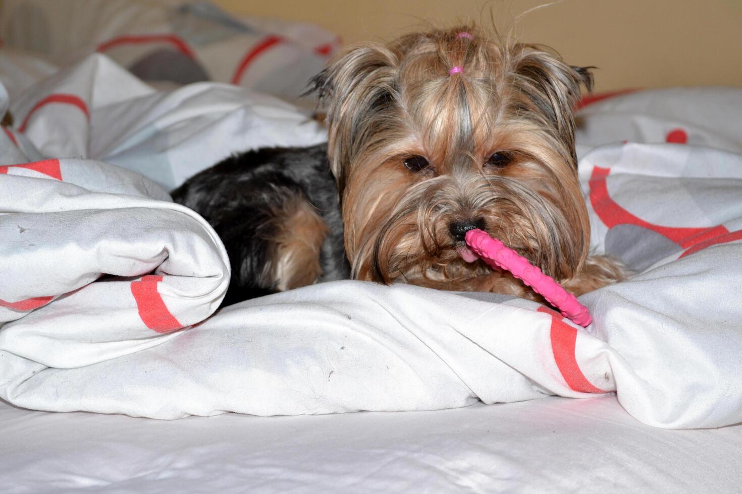 Cute yorkshire terrier is playing with a toy at the bed. Happy pet. photo